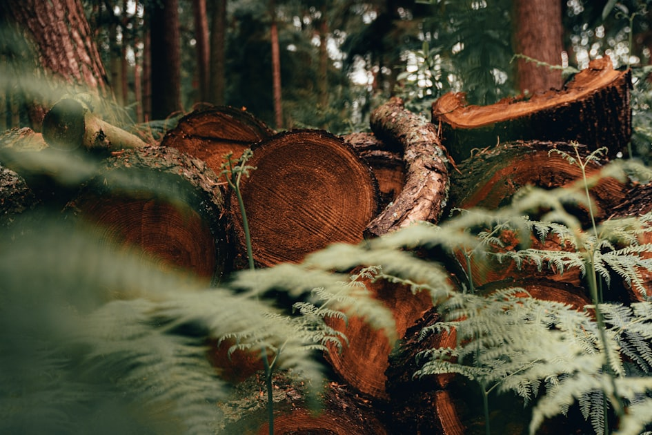 Benefits of Sustainable Logging